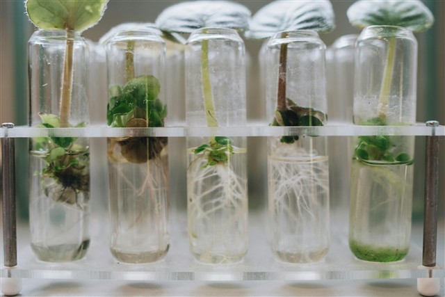 Application of Biotechnology In Agriculture