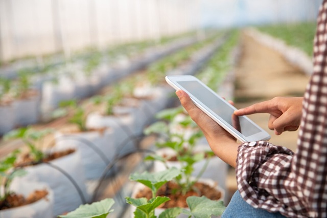 How do forage harvesters work in modern farming?