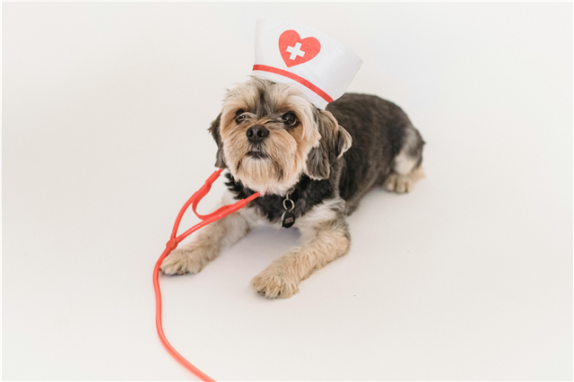 How is a dog seat belt used for securing pets during car rides?