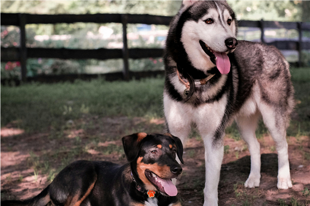 How is a pet water fountain used to encourage hydration in pets?