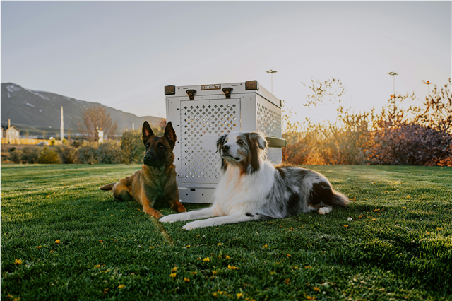 What are the applications of pet vitamins in maintaining pet health?
