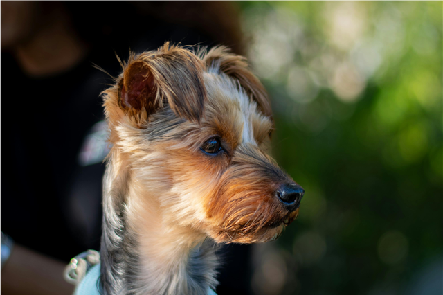 Where are flea and tick treatments used in pet care?