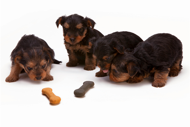 Where are pet grooming wipes used for quick cleanups?